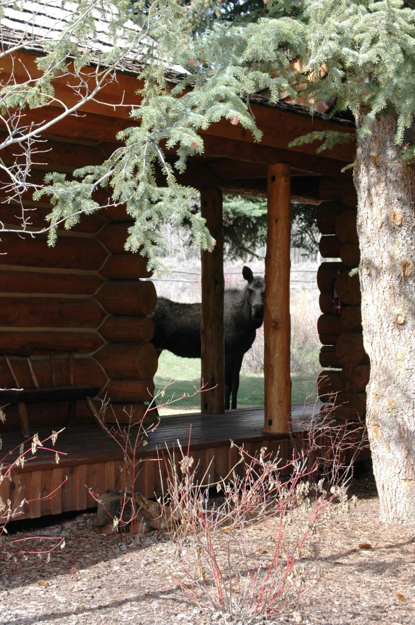 The Hatchet Resort Moran Exterior foto